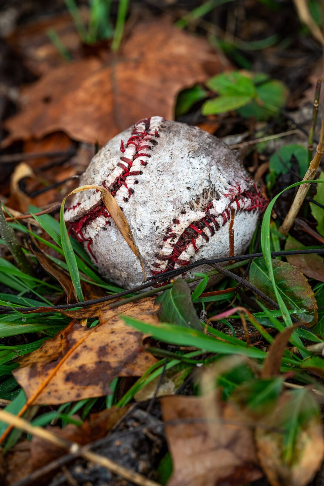 A weathered baseball lying in fallen autumn leaves